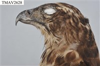 鳳頭蒼鷹藏品圖，第13張